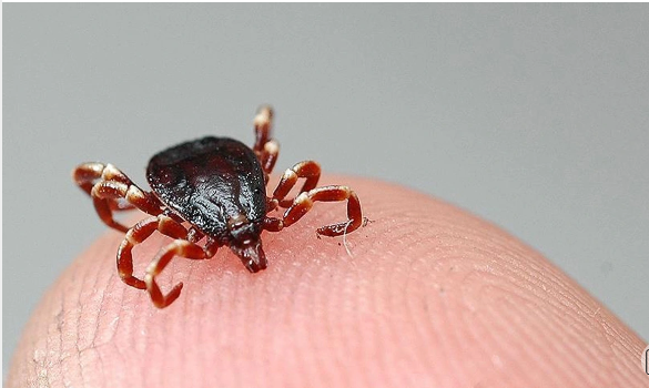 Gənədən qorunma yolları