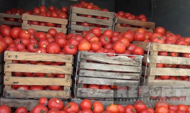 Xaçmazda qiyməti 10 qəpiyə düşən pomidor sahələrdə qalıb, fermerlər ciddi zərərlə üzləşiblər