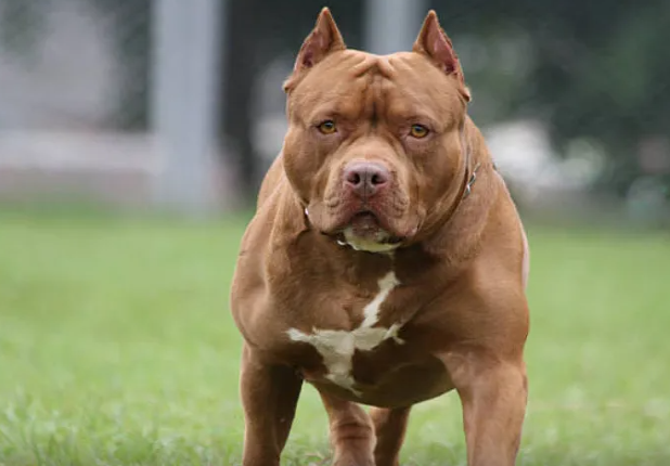 70 yaşlı qadın itinə hücum edən pitbulu DİŞLƏDİ