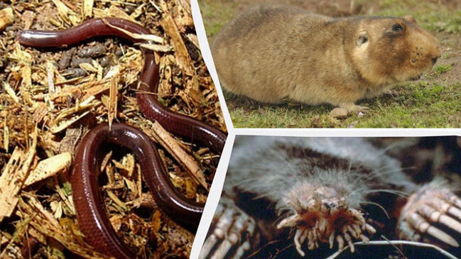 Gözsüz, amma mükəmməl hissiyyat: Tam qaranlıqda yaşayan 11 heyrətamiz heyvan