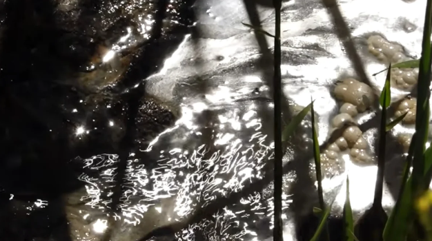 Zığ sakinləri təhlükə içində: "Uşaq gözümün qabağında kanala düşdü" - VİDEO