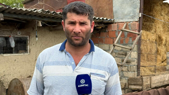 Şəkidə canavarlar qoyun-quzunu parçaladı (FOTO)