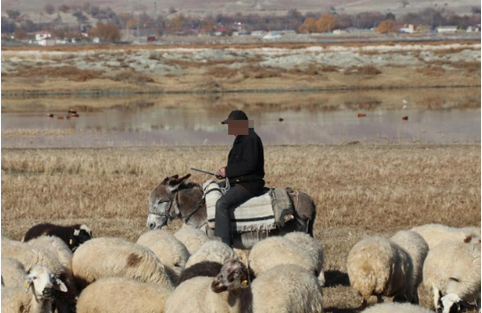 Zərdabda çoban yükün altında qalaraq öldü