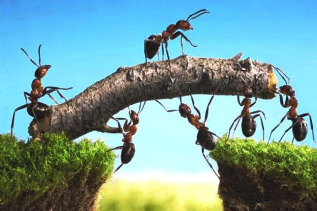 Qarışqalar bir-birilərini "əməliyyat" edirlər