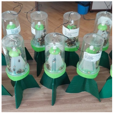 Şəki-Zaqatala bölgəsini zərərverici həşəratlar "zəbt edib": Dövlət qurumundan TÖVSİYƏ