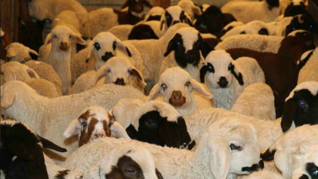 Türkiyədə virus səbəbilə bütün heyvan bazarları bağlandı