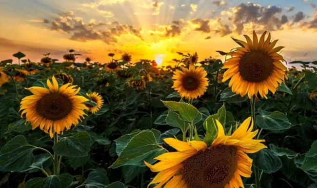 Bu il Cəlilabadda günəbaxan sahələri 30 faizə yaxın artırılıb