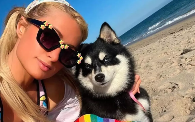 Bu məşhurlar itlərini klonlaşdırıb - Fotolar