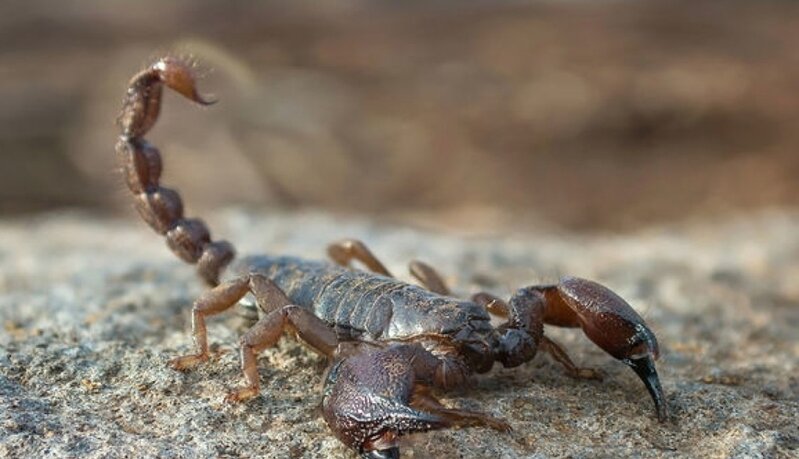 Azərbaycanda 24 yaşlı qadını əqrəb sancdı