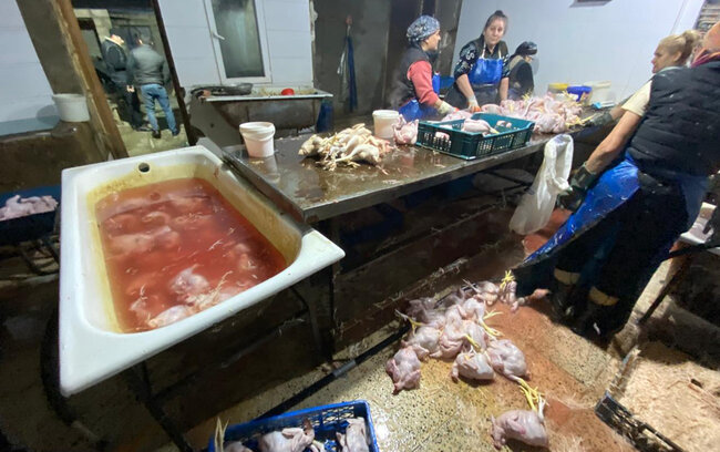 "Kənd toyuqları"nı bu vannalarda "istehsal edirmişlər" - Fotolar