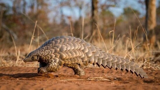 Nəsli kəsilməkdə olan heyvanı girov götürdülər, əvəzində...