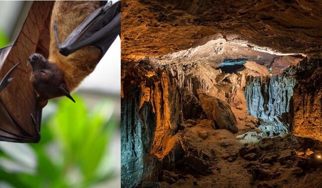 İnsanlar ora girməməlidir: Ən ölümcül virus 200 metrlik mağarada yaşayır