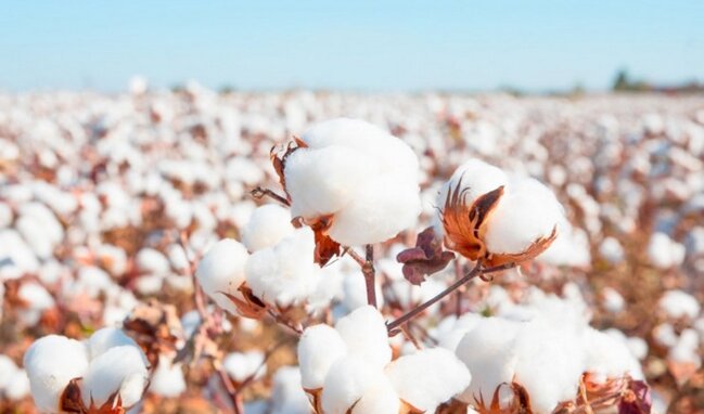 Azərbaycan pambıq mahlıcı ixracını artırıb