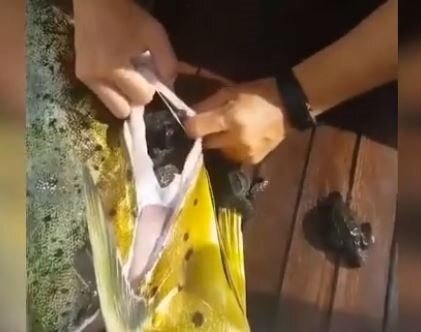 Balığın içindən görün nə çıxdı - FOTOLAR