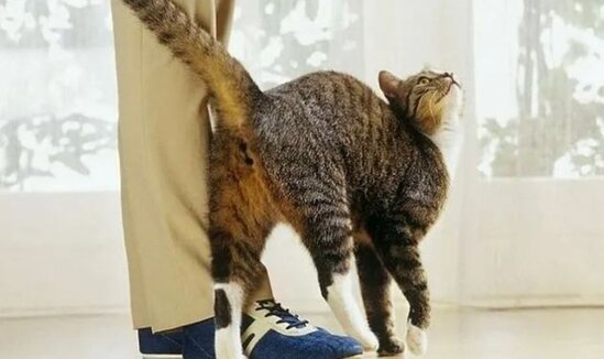 Pişik niyə sahibinin yanında quyruğunu qaldırır? - Qəribə vərdişin SƏBƏBİ