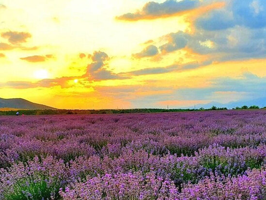 "Qəbələ Lavanda Festivalı" keçiriləcək