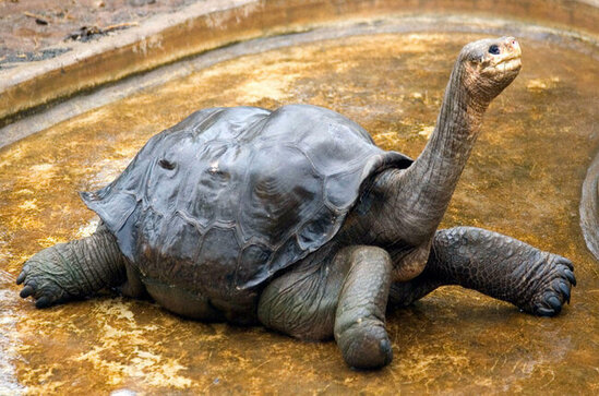 Nəsli kəsilmiş hesab edilən tısbağa aşkar olunub