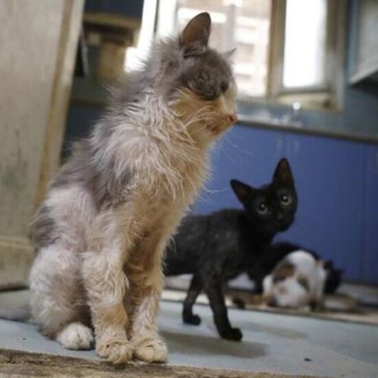 "Hər yerdən cəsədləri yığırıq": Böyükadada "pişik koronavirusu" yayılıb - FOTO