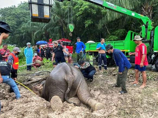 Filin qazdığı çüxura baxan sakinlər DƏHŞƏTƏ GƏLDİ: Meşədə qəribə hadisə - FOTOlar