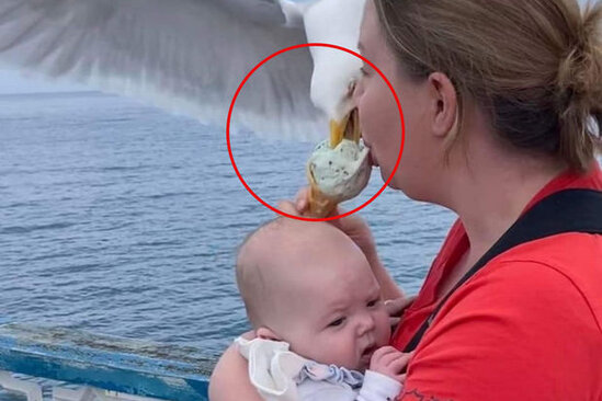 Ananın uşağı yatızdırmağından "istifadə edən" qağayı onun dondurmasını oğurladı - FOTO