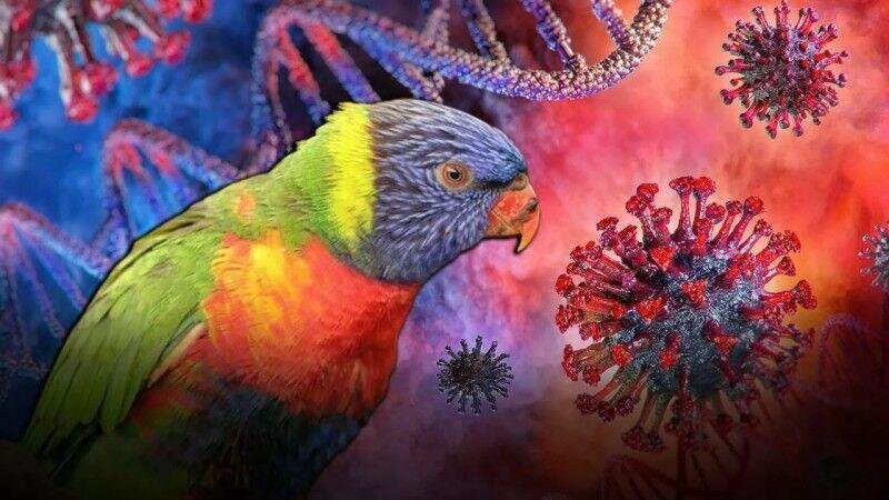 Avropa təşvişdə: tutuquşu qızdırmasından ölümlər artır