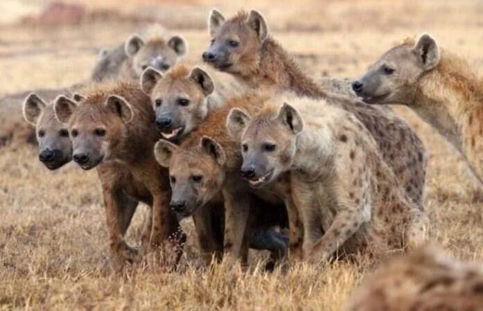 Kaftar sürüsünün yanından keçən qadın HEYRƏTƏ GƏTİRDİ - VİDEO