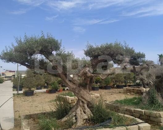 Azərbaycanda 30 min manata ağac SATILIR - FOTO