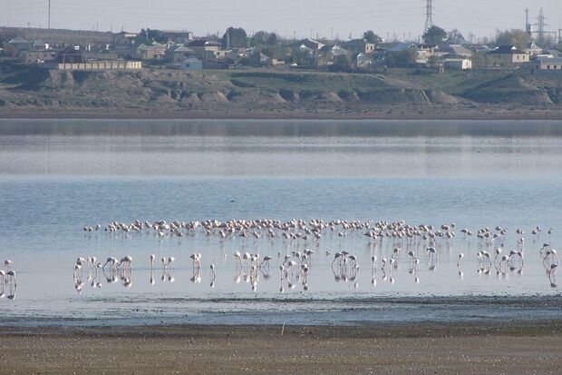 Hacıqabul gölünün bərpası ilə bağlı təkliflər hökumətə təqdim edilib