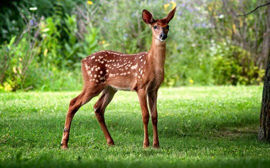 Şirvan Milli Parkdan ceyran ovlanıldı