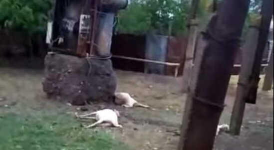 Ağcabədidə qoruyucu səddi olmayan transformator xırda buynuzlu heyvanları vurub