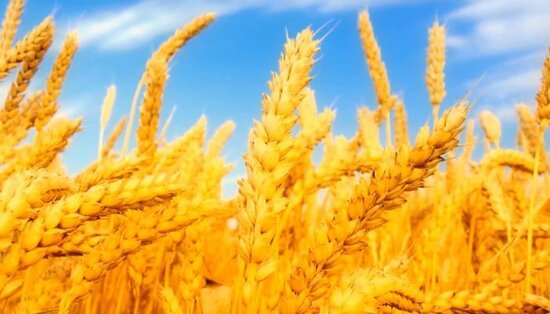 Dövlətlərin buğda qadağası: "Yeni mövsümədək bu risklər kəskin xarakter ala bilər"