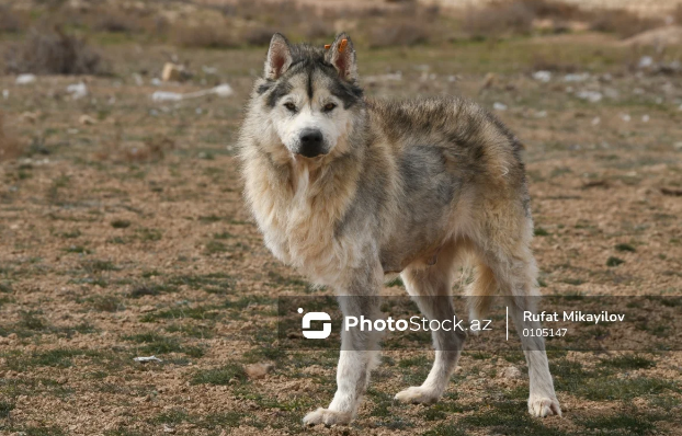 Biləsuvarda iki həftədə 26 NƏFƏRİ İT DİŞLƏYİB