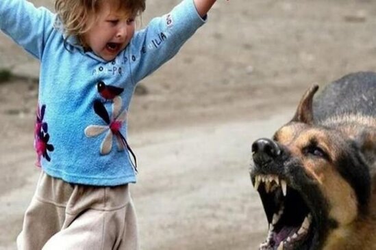 Azərbaycanda it 3 yaşlı uşağa hücum etdi, gözünü və çənəsini...