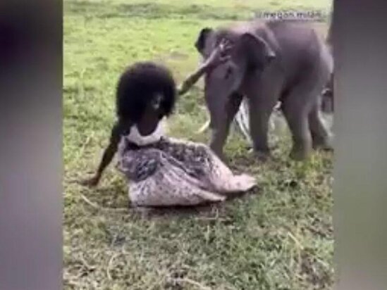 Fil modeli soyundurdu - VİDEO