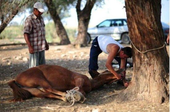 Azərbaycanın at əti biznesi – Rəqəmlər