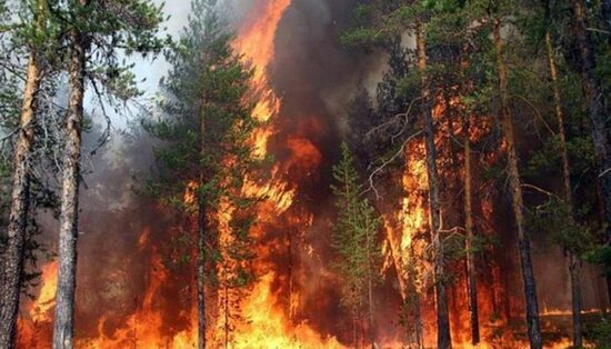 Avropa isti dalğasının təsiri altında: Meşə yanğınlarının sahəsi sürətlə genişlənir