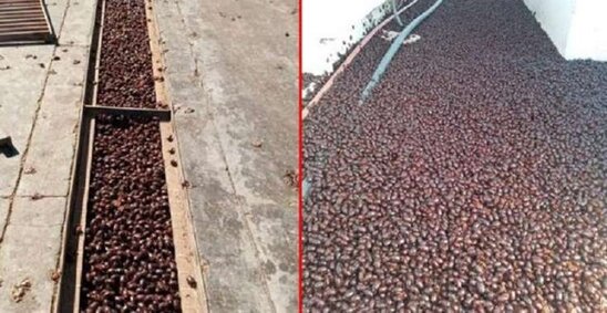 DƏHŞƏTLİ İSTİLA: Sakinlər evlərini tərk etməyə qorxurlar: Qapıları və pəncərələri açmırlar - VİDEO