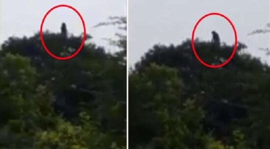 Meşədə ağlayan qadının səsini eşitdi: Yaxınlaşanda DƏHŞƏTƏ GƏLDİ - VİDEO