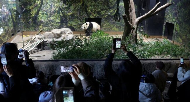 O pandaları görmək üçün zooparka axın edirlər