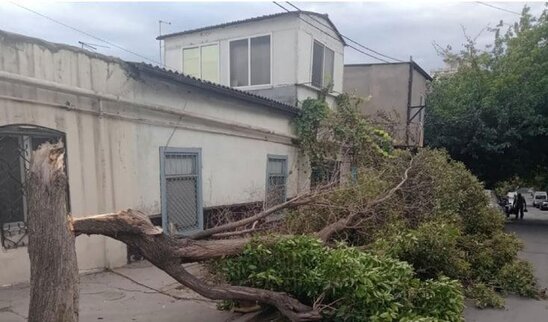 Külək Bakıda ağacı aşırdı