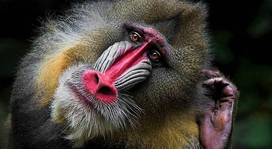 Bütün meymunları öldürən virus aşkarlanıb