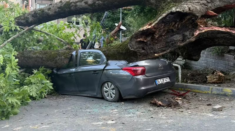 150 illik ağac üç maşının üzərinə aşdı
