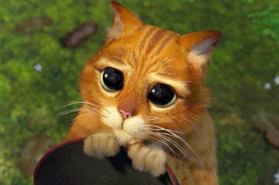 "Şrek"dəki çəkməli pişik tapıldı – VİDEO