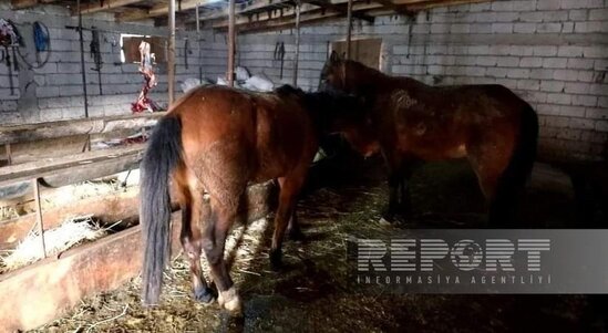 Naxçıvanda yararsız at əti mal əti adı altında restoranlara satılırmış