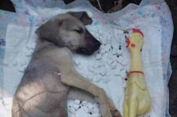 Zaqatalada iti şəkər yediyi üçün döyərək öldürüblər - FOTO