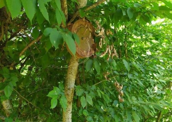 Ermənilər ağaclara da minalar quraşdırıb - FOTOLAR