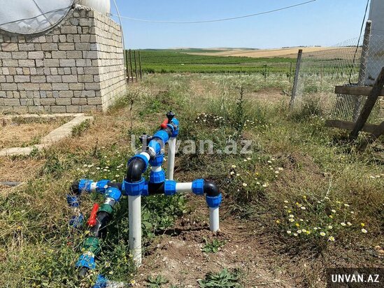 Çox təcili!Şamaxı rayonu Miri kəndində 13 hektar ərazidə qoz və badam ağac bağları satılır!