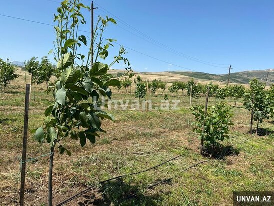 Çox təcili!Şamaxı rayonu Miri kəndində 13 hektar ərazidə qoz və badam ağac bağları satılır!