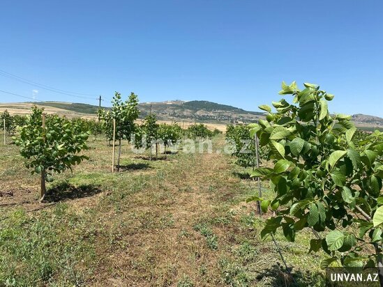 Çox təcili!Şamaxı rayonu Miri kəndində 13 hektar ərazidə qoz və badam ağac bağları satılır!