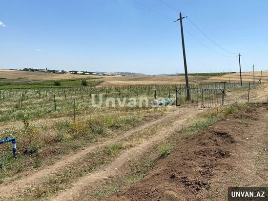 Çox təcili!Şamaxı rayonu Miri kəndində 13 hektar ərazidə qoz və badam ağac bağları satılır!